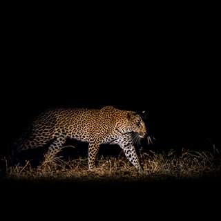 South Luangwa - Leopard hunting at night